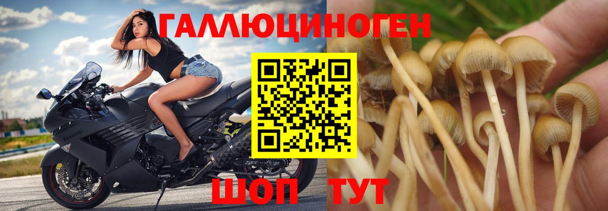 Псилоцибиновые грибы Psilocybe Севастополь